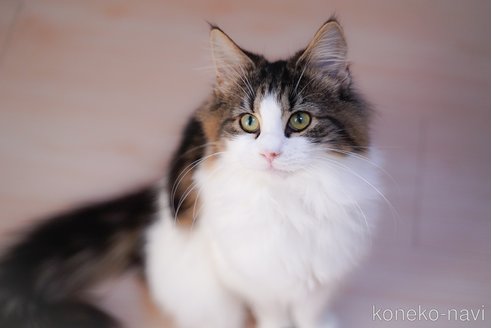 成約済の愛知県のノルウェージャンフォレストキャット-104237の8枚目